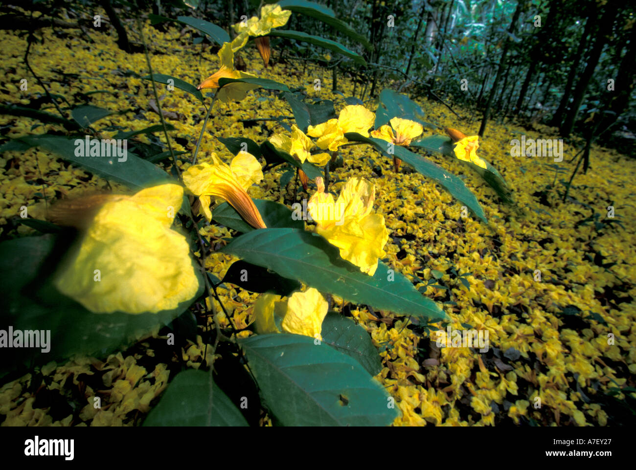 Central America, Panama, Barro Colorado Island. Carpet of yellow flowers on forest floor, Tabebuia guayacan Stock Photo
