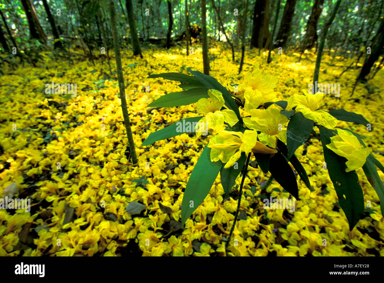 Central America, Panama, Barro Colorado Island. Carpet of yellow flowers on forest floor, Tabebuia guayacan Stock Photo