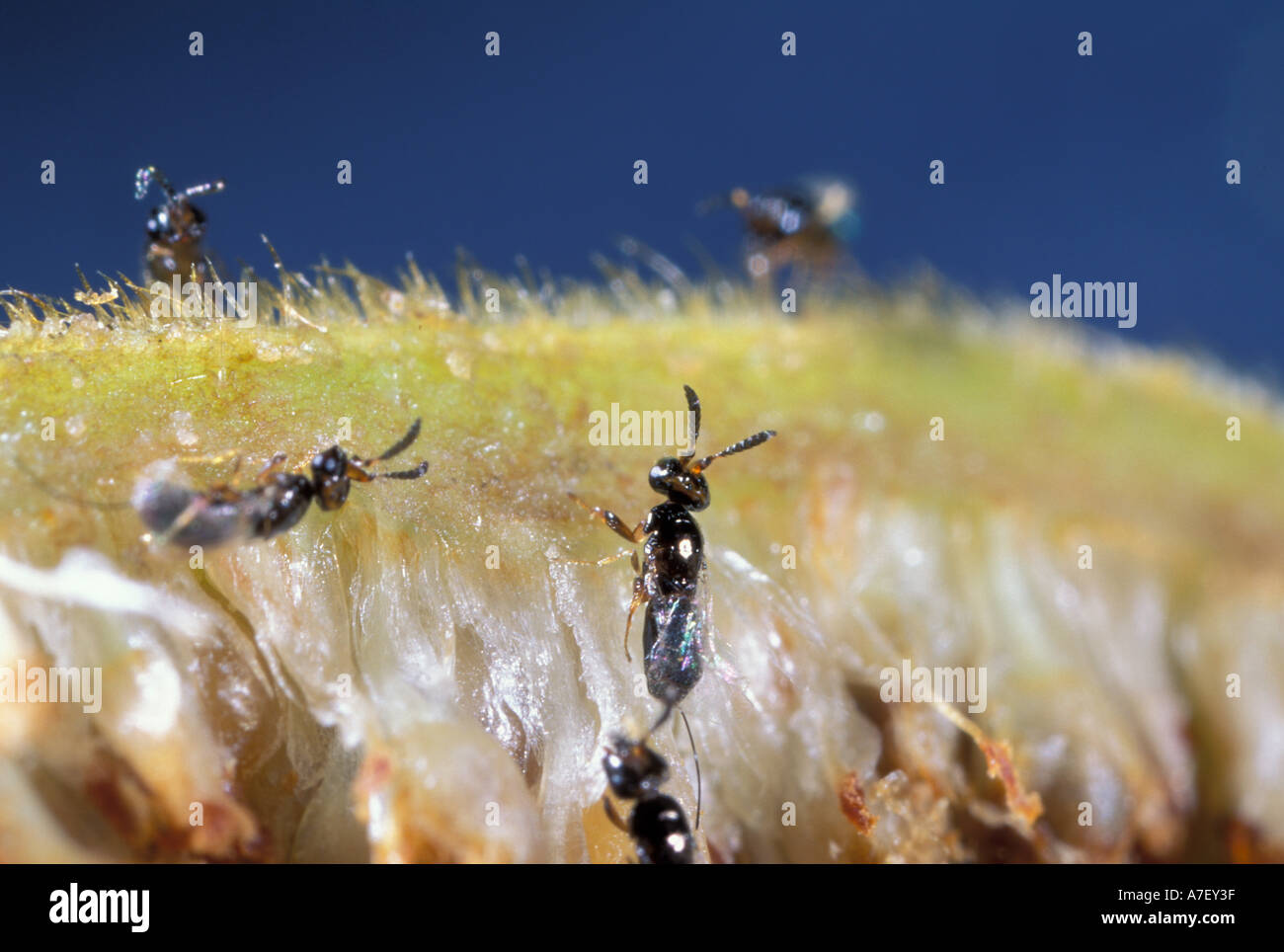 Fig wasp hires stock photography and images Alamy