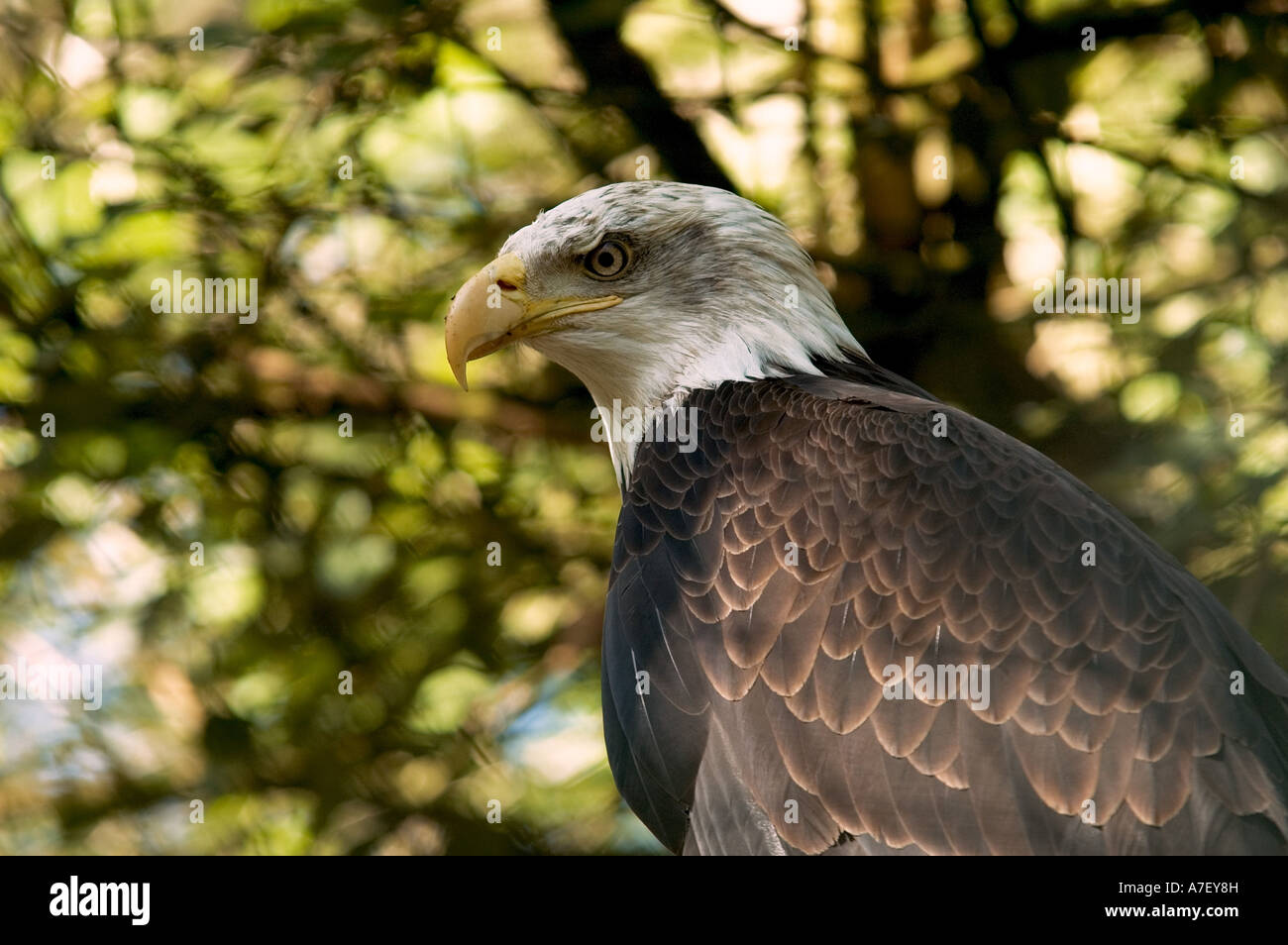 American eagle, white-headed eagle, (Haliaeetus leucocephalus ), Zoo Nuremberg Stock Photo