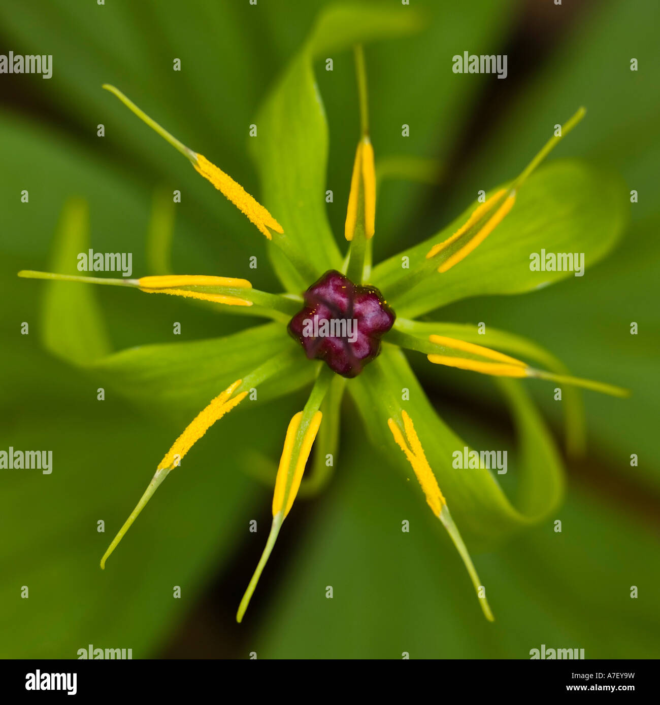 Blooming herb Paris (Paris quadrifolia) Stock Photo