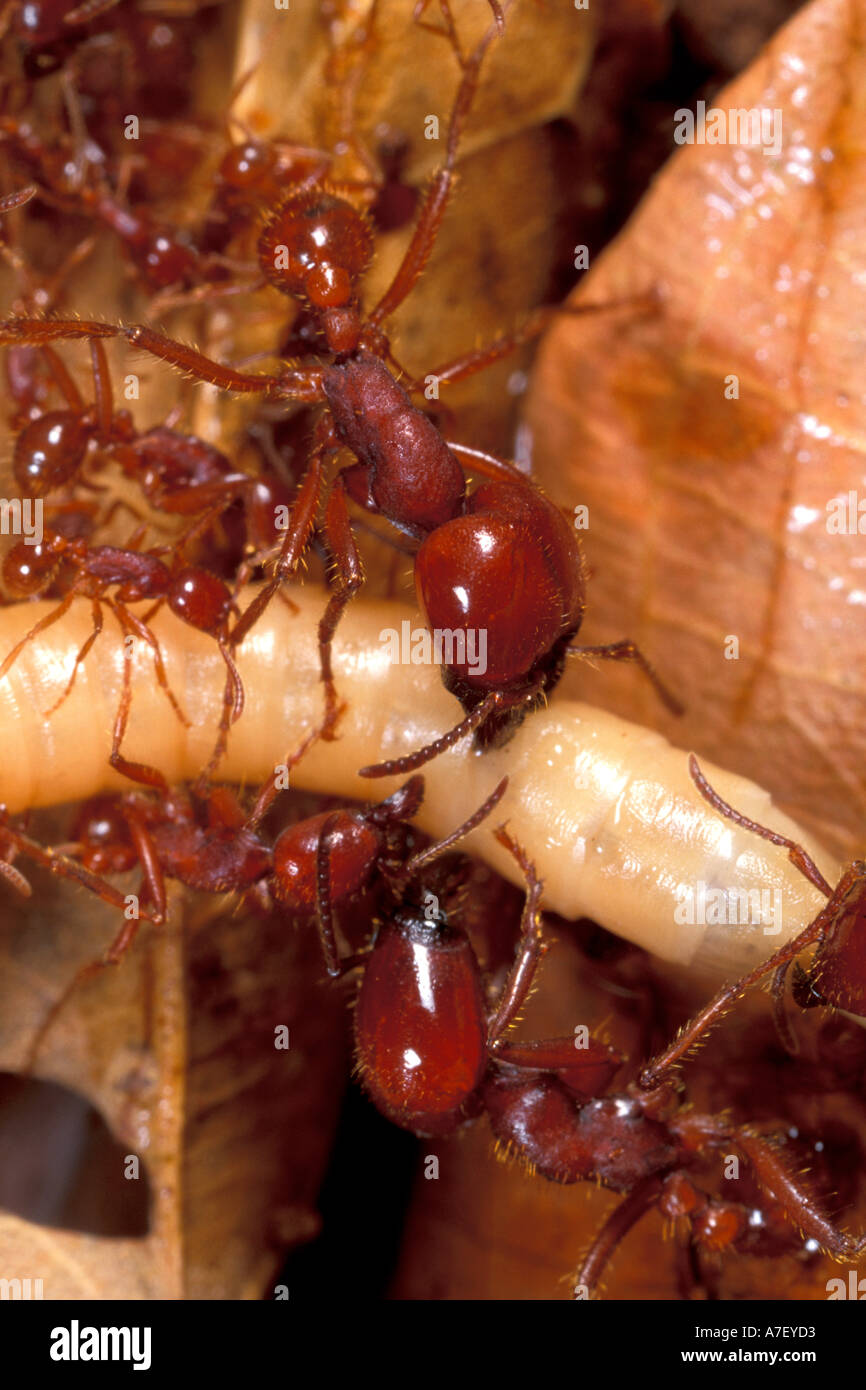 Army ant hires stock photography and images Alamy