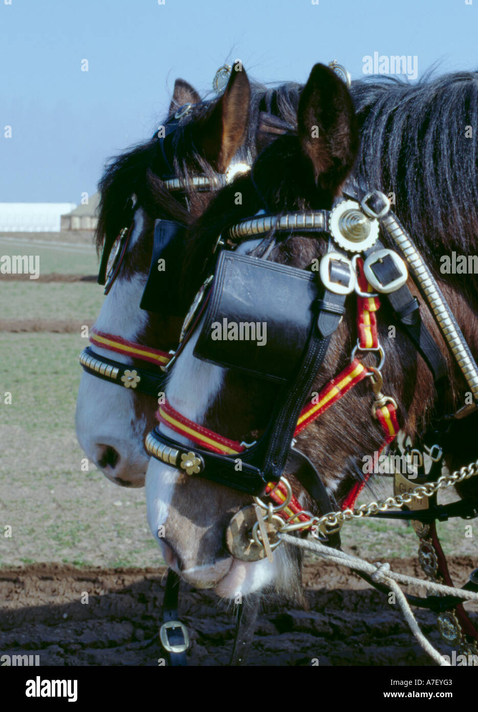 Wearing blinkers hires stock photography and images Alamy