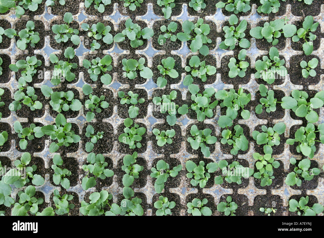 Viola seedlings Stock Photo Alamy