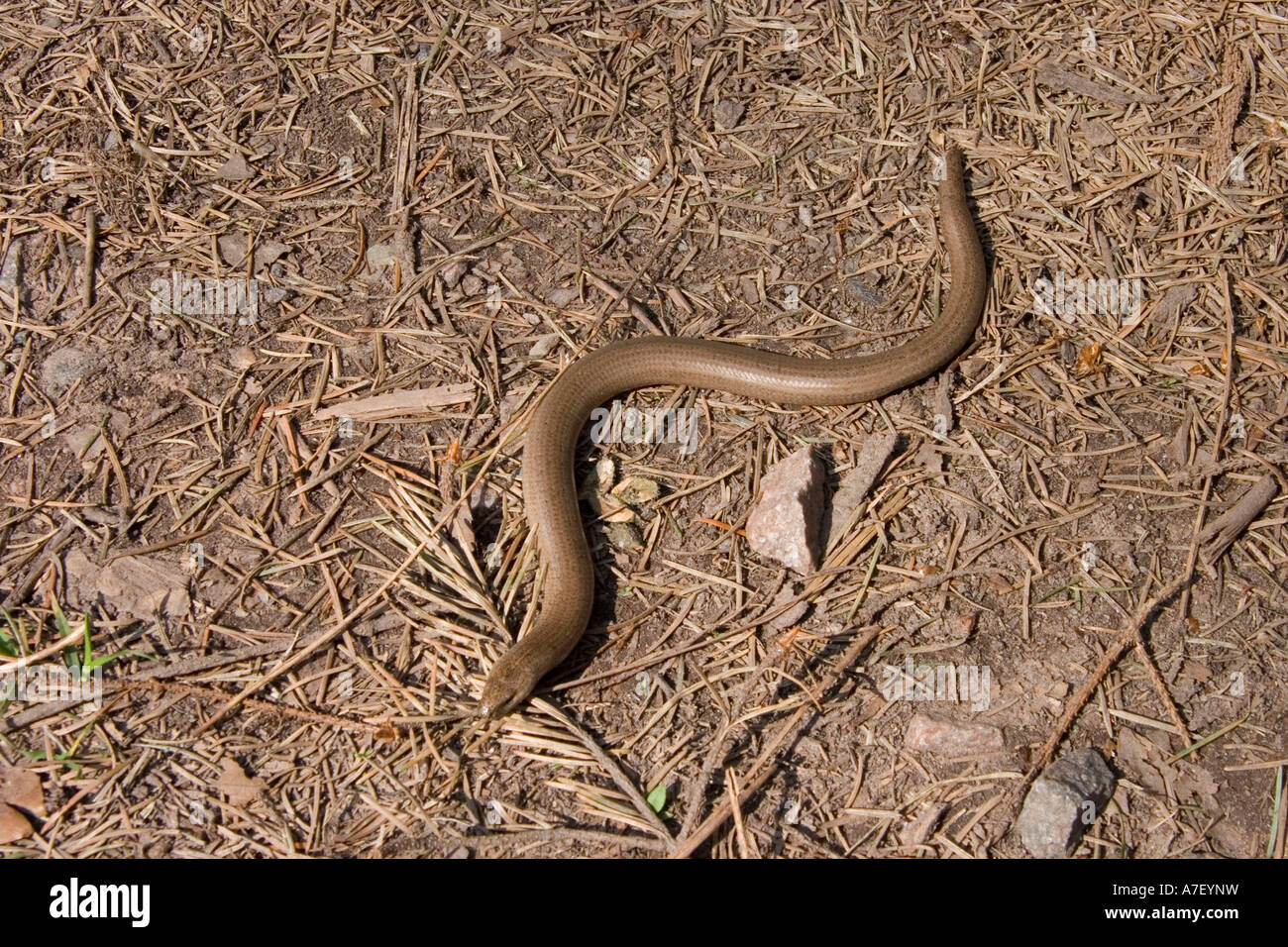 Blind worm (Anguis fragilis) Stock Photo