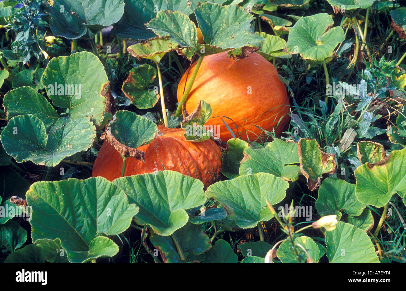 Fully grown giant pumpkins growing on the ground Stock Photo - Alamy