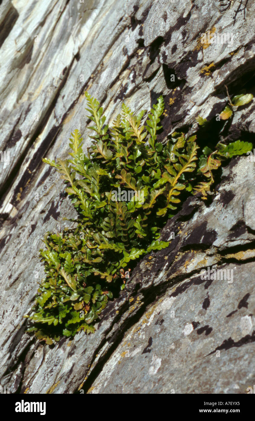 Sea spleenwort (Asplenium marinum). Stock Photo