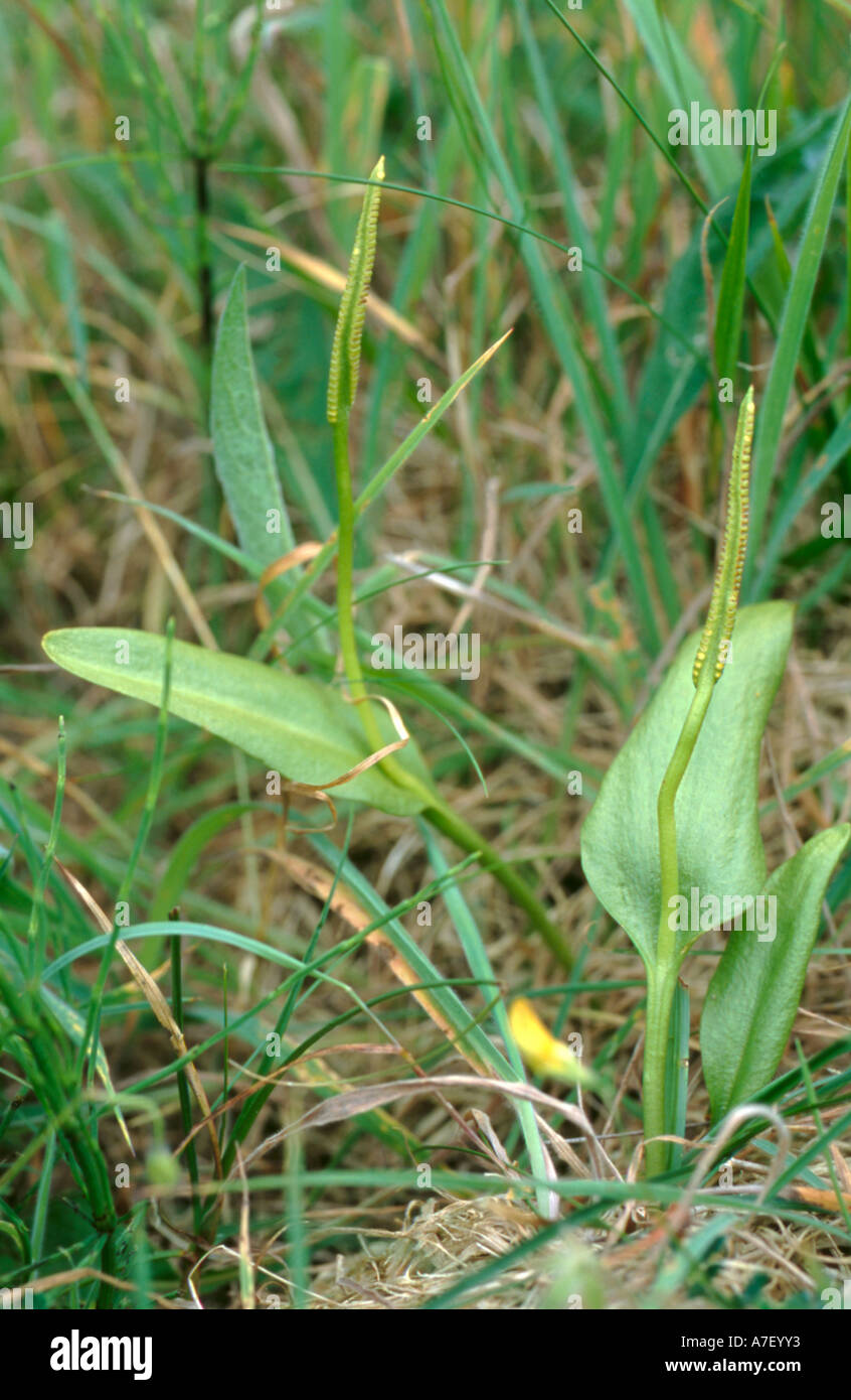 Adderstongue (Ophioglossum vulgatum). Stock Photo