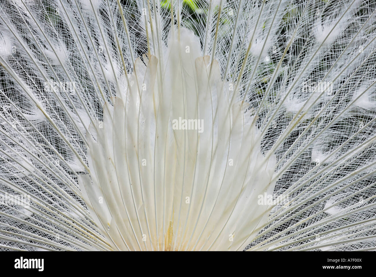 Feathers of the white peacock or peafowl which is a recessive mutation of the blue peafowl but no albino (pavo cristatus) botan Stock Photo