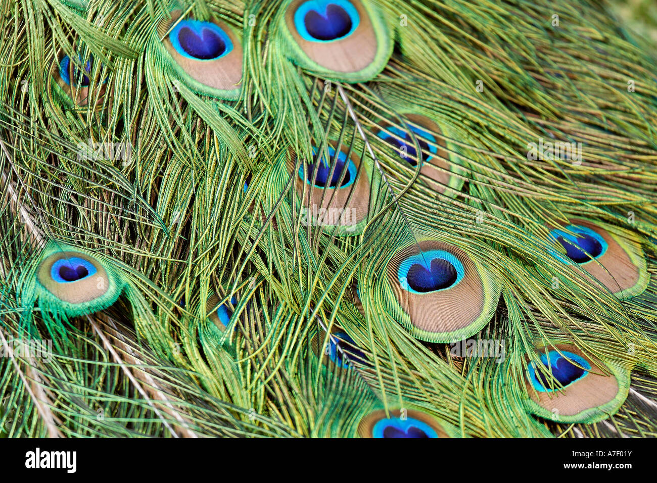 Feathers of the Indian peafowl or common or blue peafowl (pavo