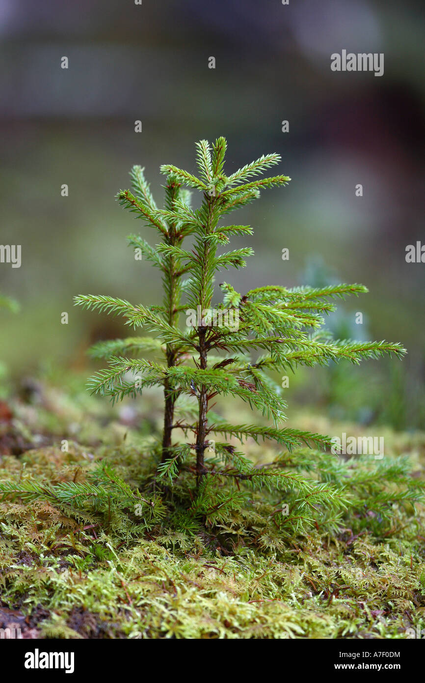 Fir Seedling High Resolution Stock Photography and Images Alamy