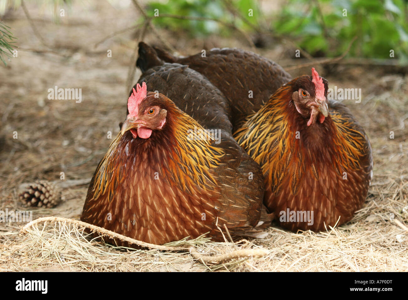 Welsum chicken, free range Stock Photo