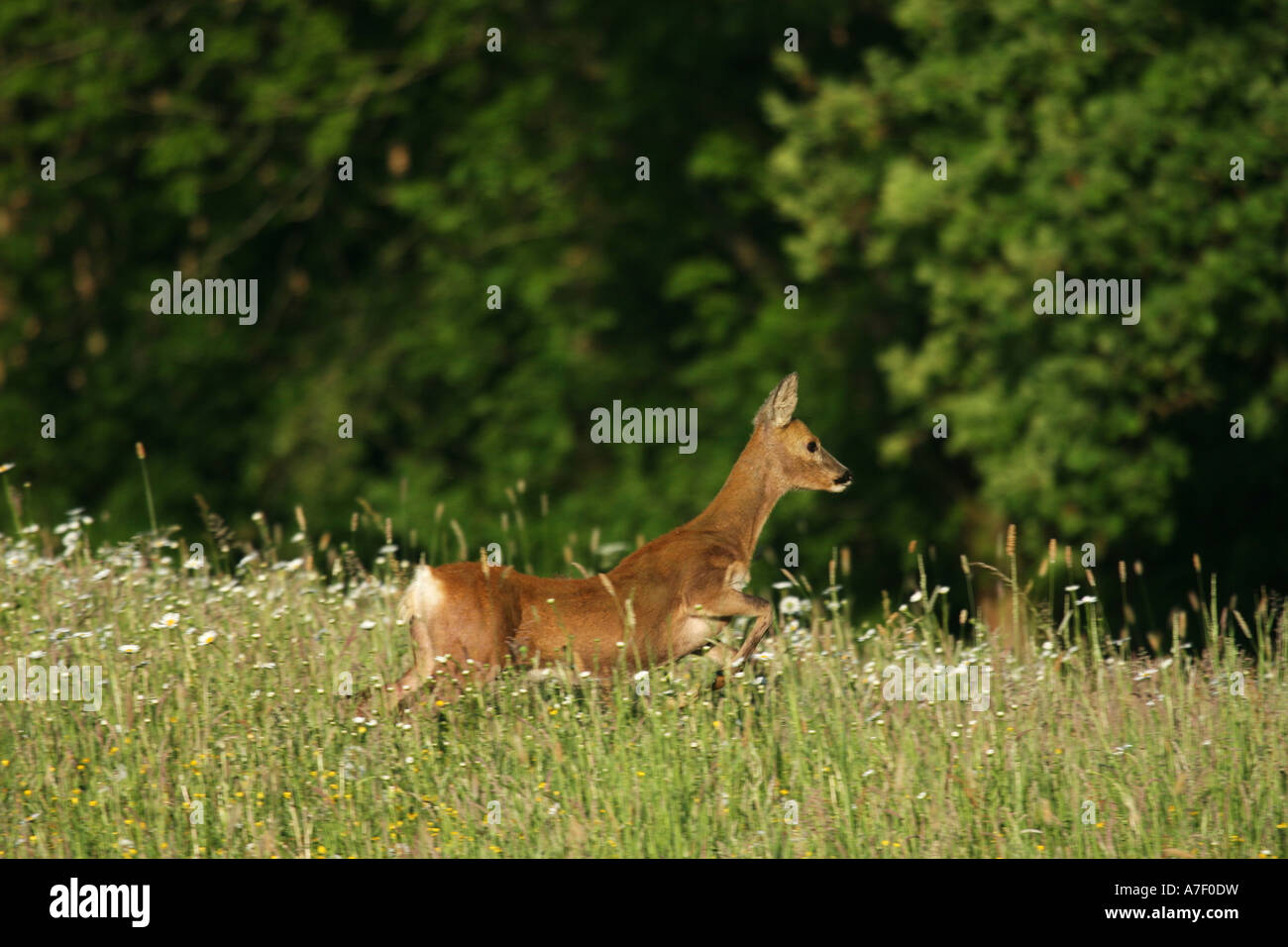 Roe Deer, Capreolus capreolus Stock Photo