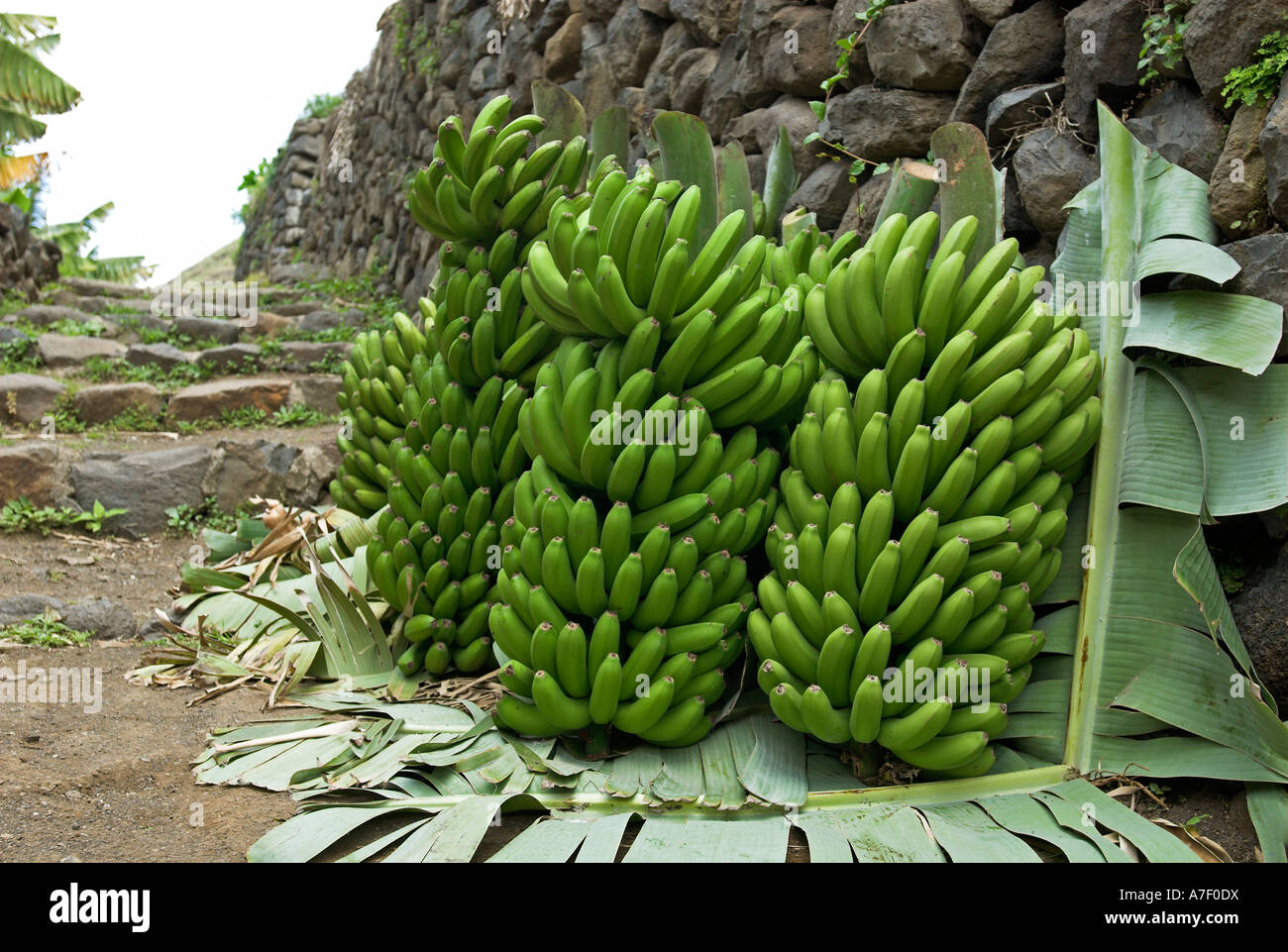 Freshly harvested banana waiting for transport, La Gomera Island, Canary Islands, Spain, Europe Stock Photo