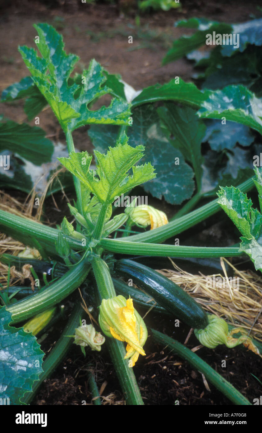 Courgette plant in flower Stock Photo Alamy