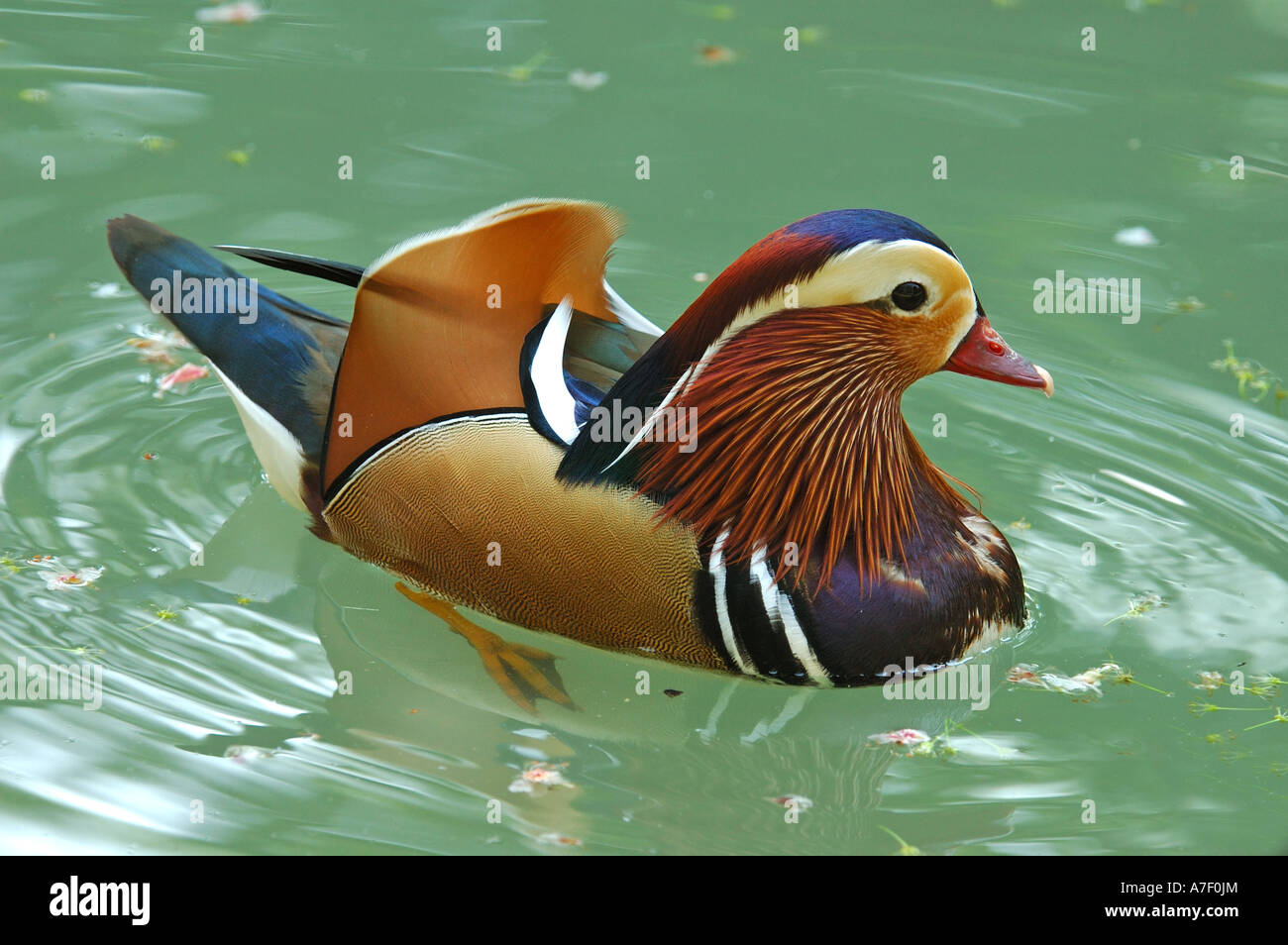 Male Mandarin Duck, Aix galericulata Stock Photo