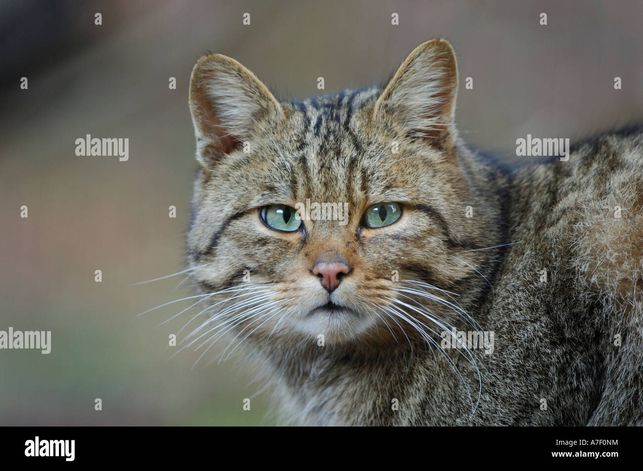 European Wildcat (Felis silvestris) Stock Photo