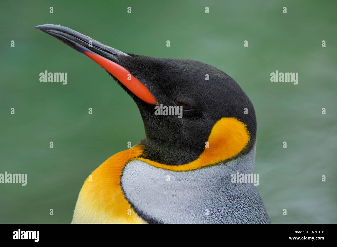 King Penguin, Aptenodytes patagonicus Stock Photo