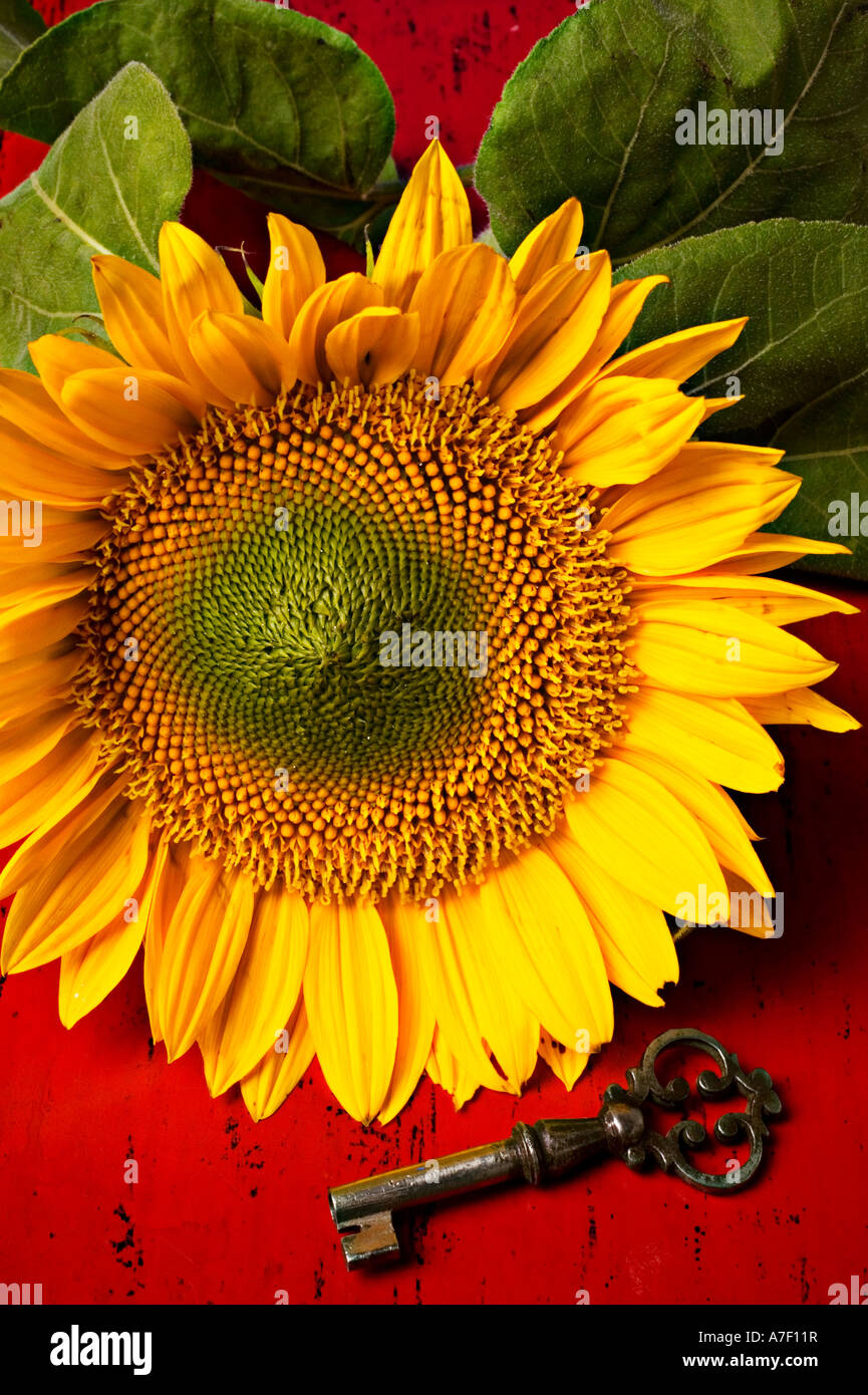 Sunflower and old antique key Stock Photo Alamy