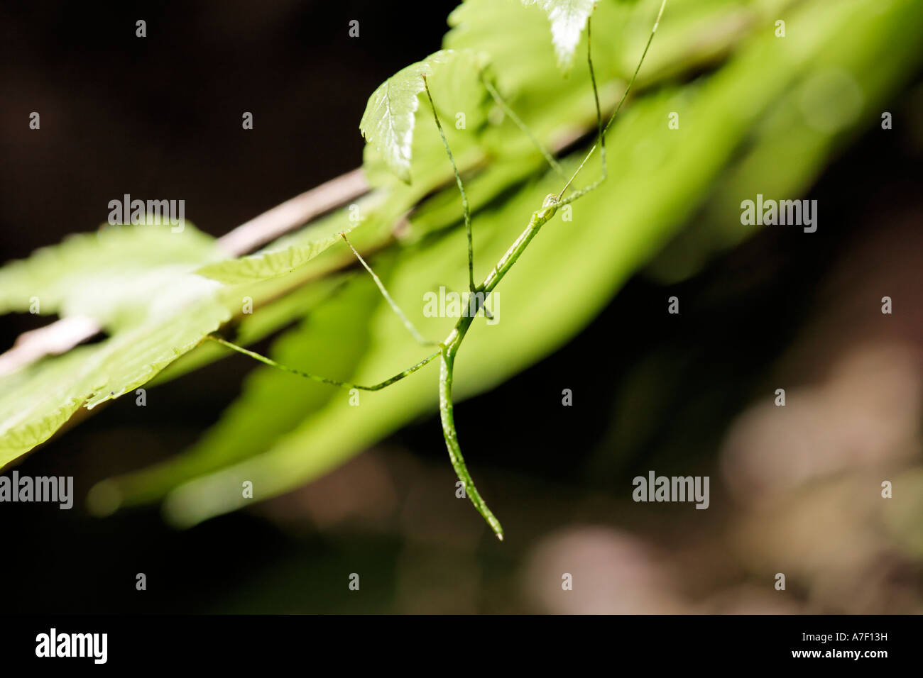 Walking Stick (Phasmatodea), Costa Rica Stock Photo Alamy