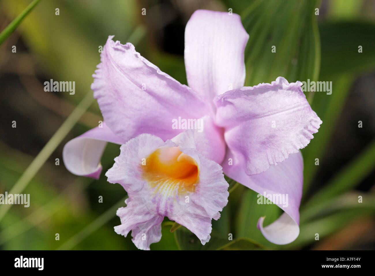 Orchid, Costa Rica Stock Photo Alamy