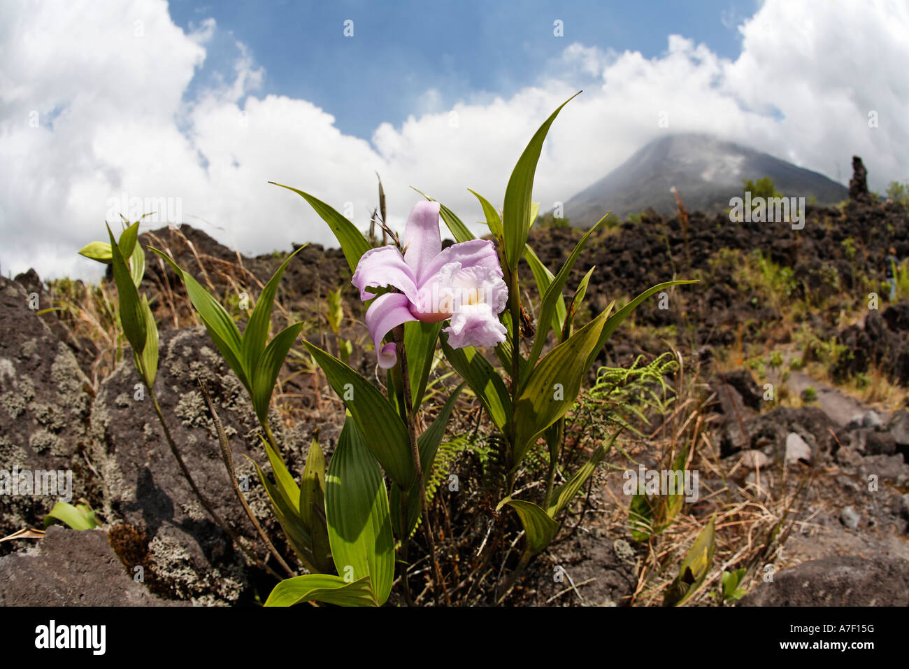 Orchid and Arenal volcano, Costa Rica Stock Photo