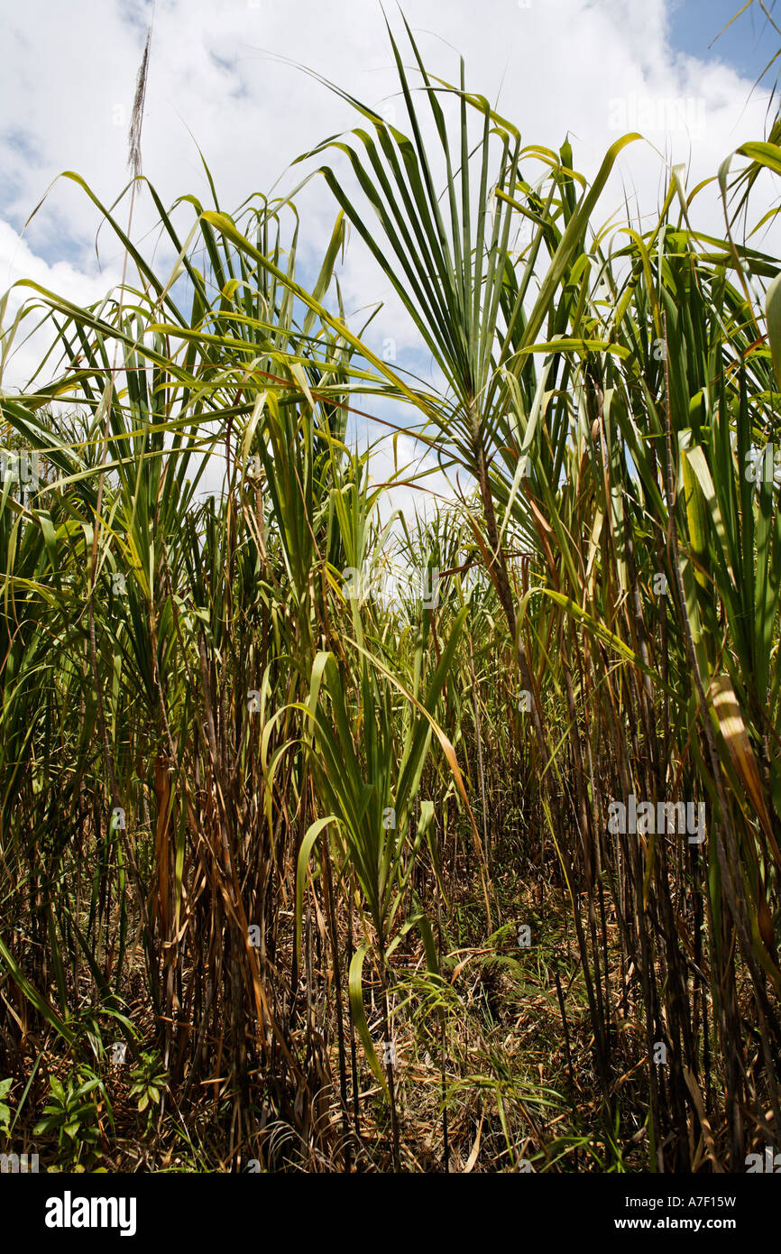 Sugar cane (Saccharum officinarum) in National Park Arenal, Costa Rica Stock Photo