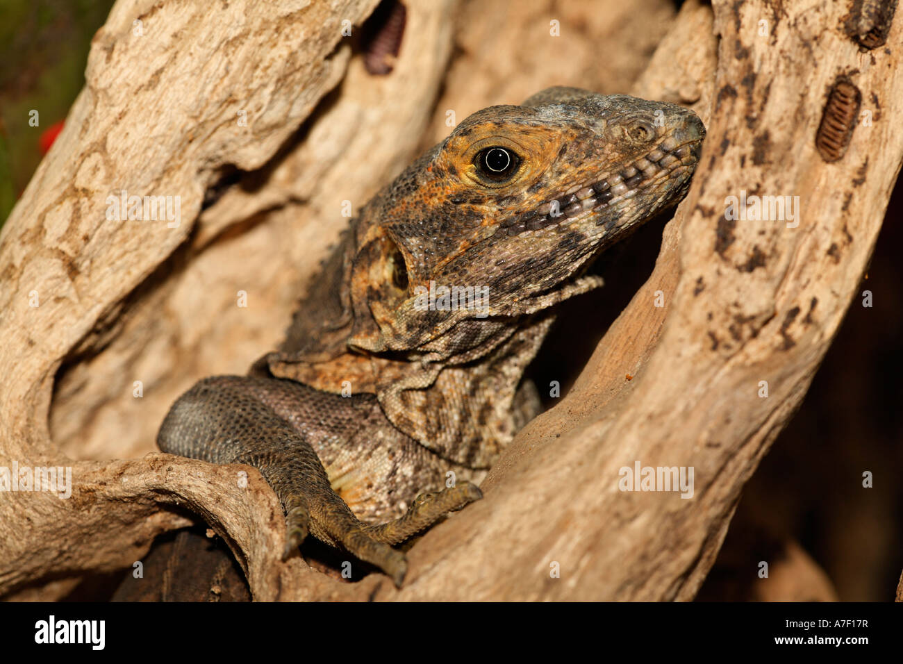 Ctenosaur (Ctenosaura similis), Costa Rica Stock Photo - Alamy