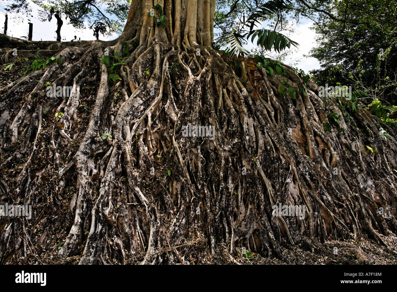 Roots of a big tree, Banyan Tree, Ficus benghalensis, Costa Rica Stock Photo
