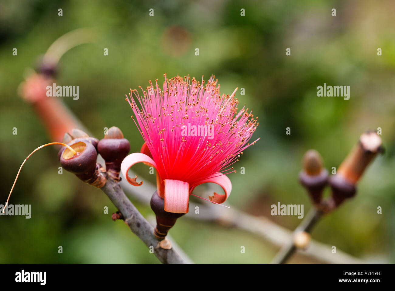 Flower of Shaving Brush Tree (Pseudobombax ellipticum), Bombacaceae