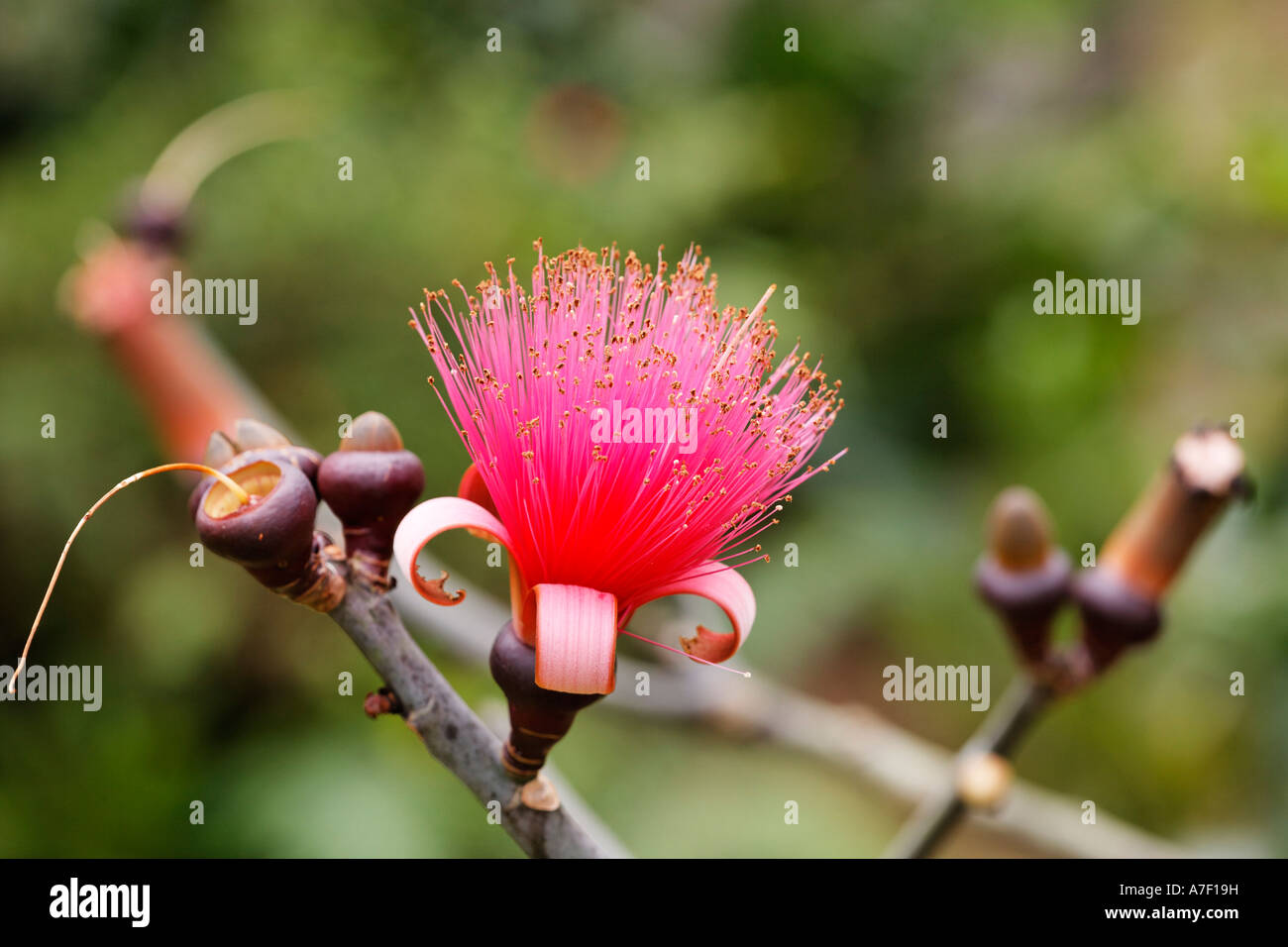 Flower of Shaving Brush Tree (Pseudobombax ellipticum), Bombacaceae, Costa Rica Stock Photo