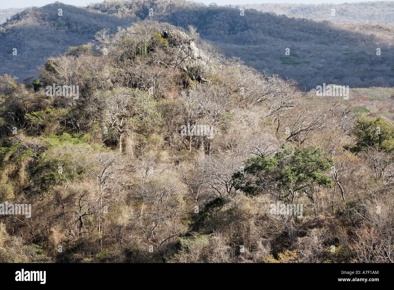 Dry forest in Palo Verde National Park, view from Mirador del Roque