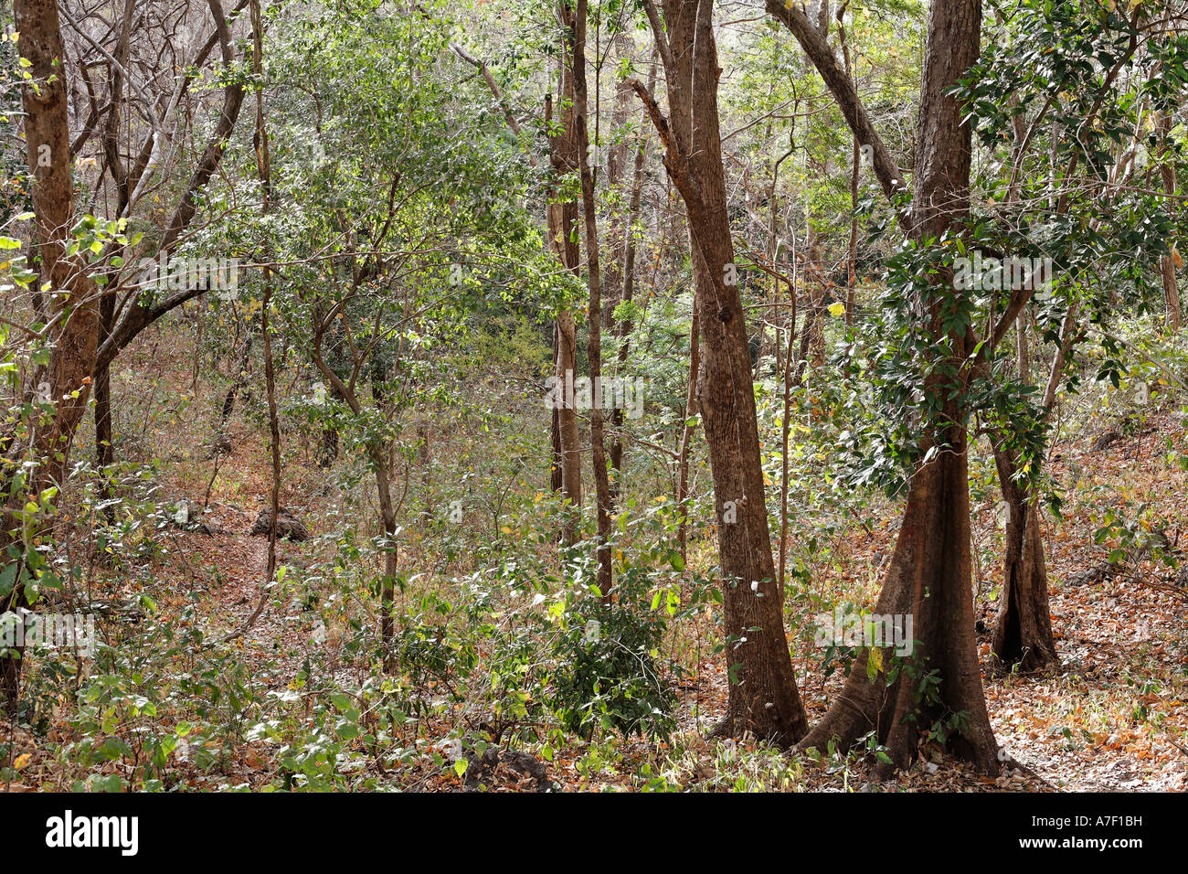 Dry forest, Palo Verde National Park, Guanacaste, Costa Rica Stock