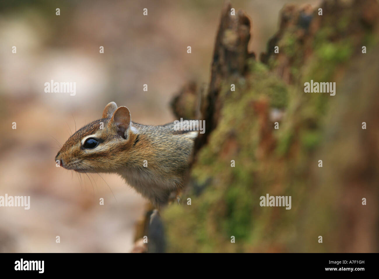 Chipmunk inside Pictured Rocks National Lakeshore, Michigan, USA Stock Photo
