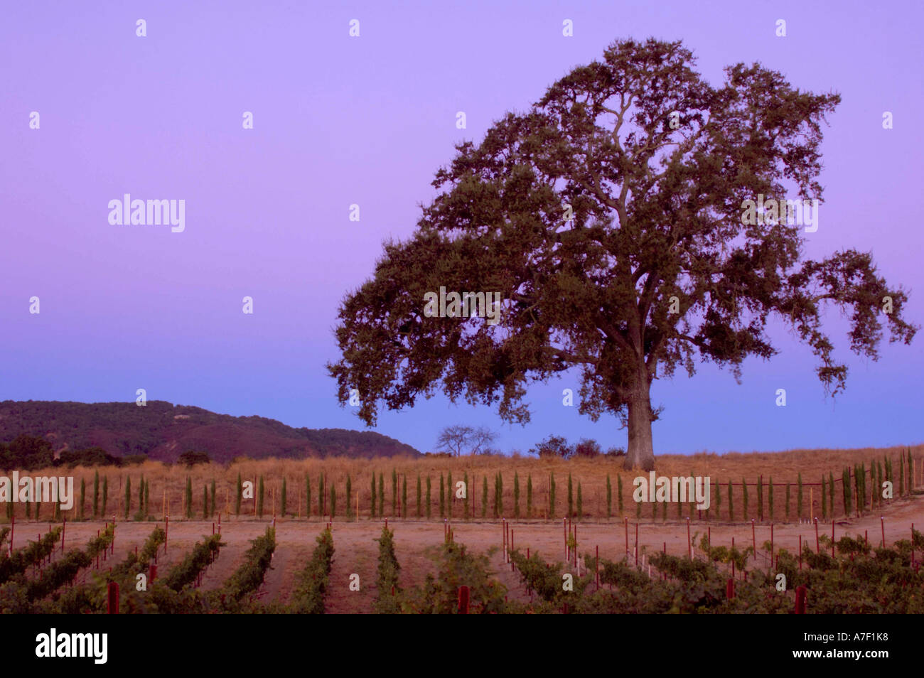 Rows grape vines oak tree hi-res stock photography and images - Alamy