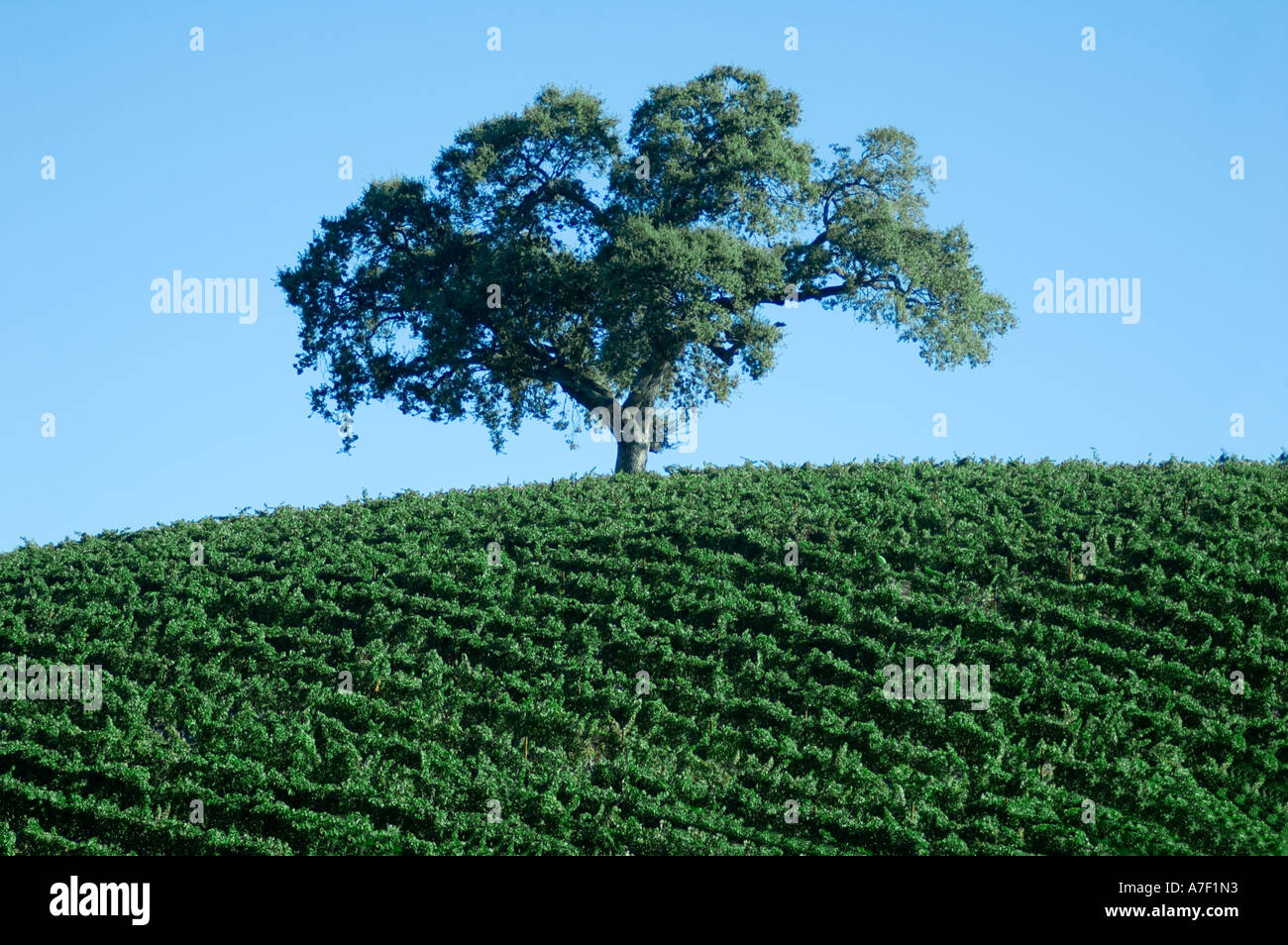 Rows grape vines oak tree hi-res stock photography and images - Alamy