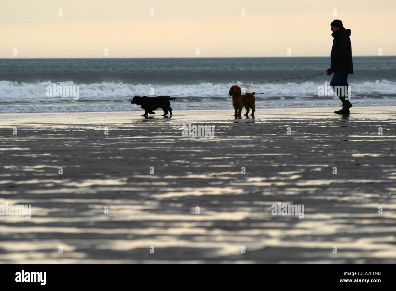 Man walking dogs on St Bees beach in West Cumbria Stock Photo