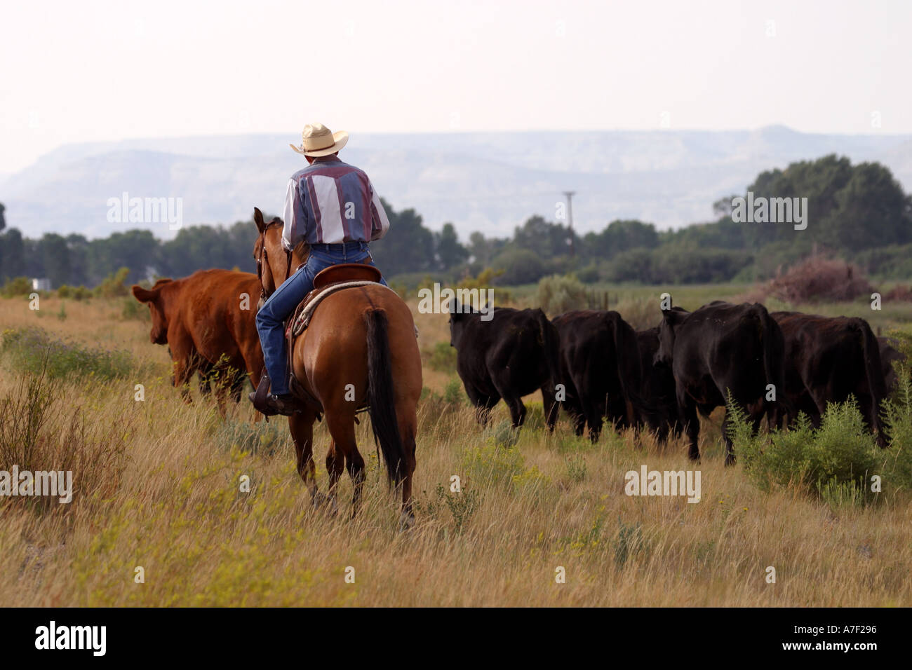 Wyoming cattle drive hires stock photography and images Alamy