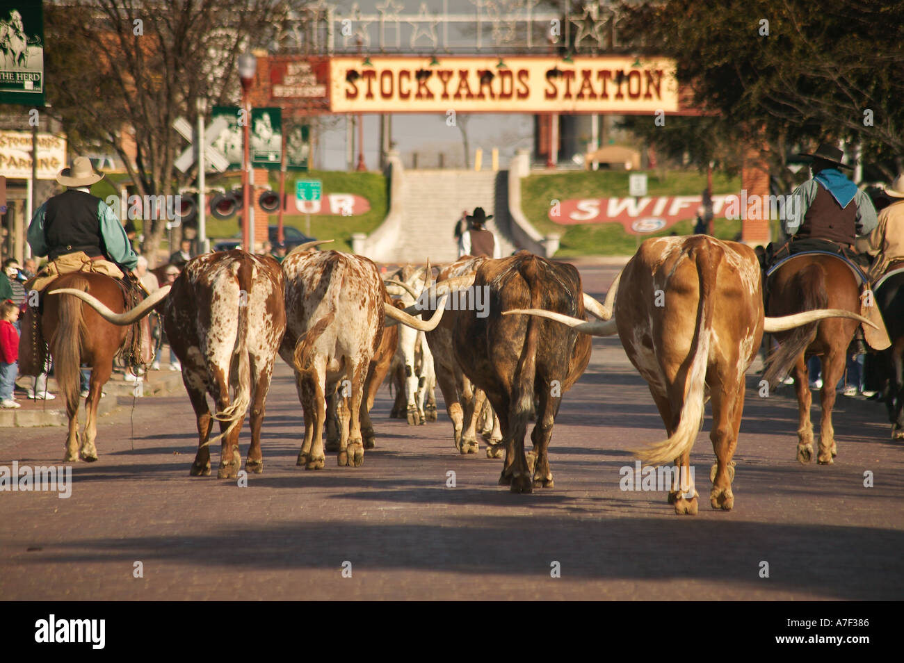 Longhorn steers in cattle drive at historic Ft Worth Stock Yards Texas