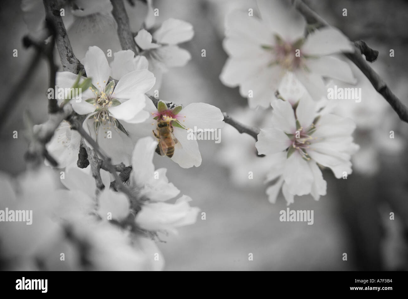 Bee pollinating peach tree blossoms in early spring Stock Photo Alamy