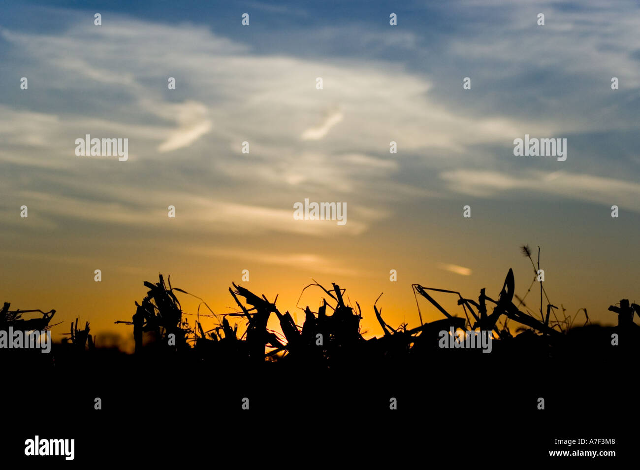 Stock photo of harvested corn field in autumn during sunset The corn stalks are silhouetted against the setting sun Stock Photo