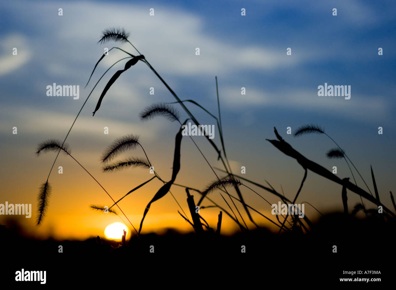 Stock photo of harvested corn field in autumn during sunset Wild ...