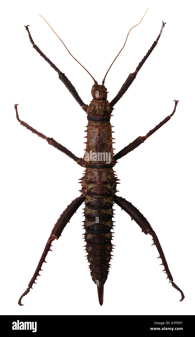 Ayollarning erkaklarga tegishi pornosi