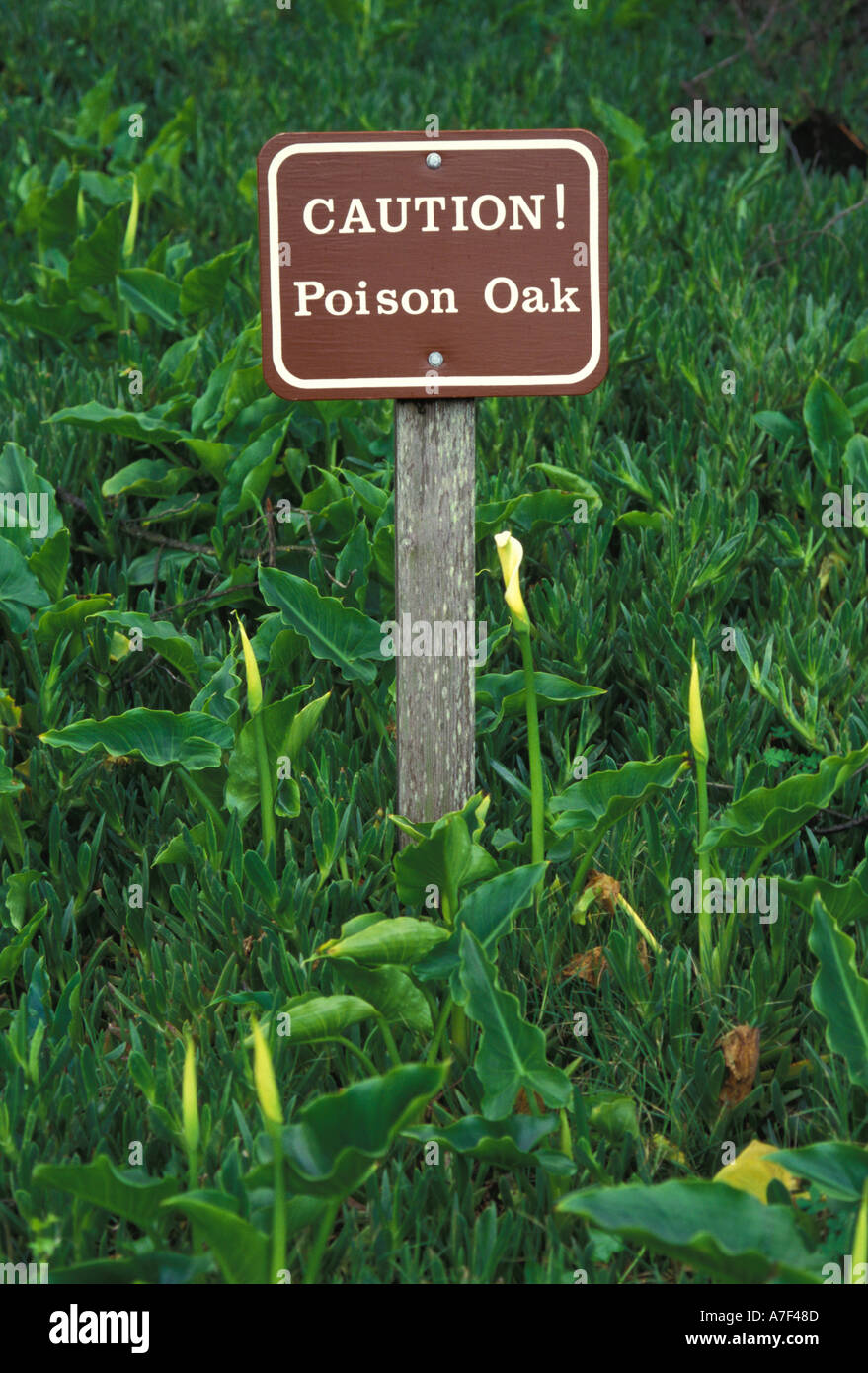 CAUTION Poison Oak small wooden sign surrounded by green plants and grass Stock Photo
