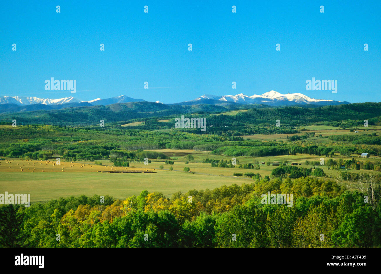 Cattle ranch in foothills of rocky mountains hires stock photography