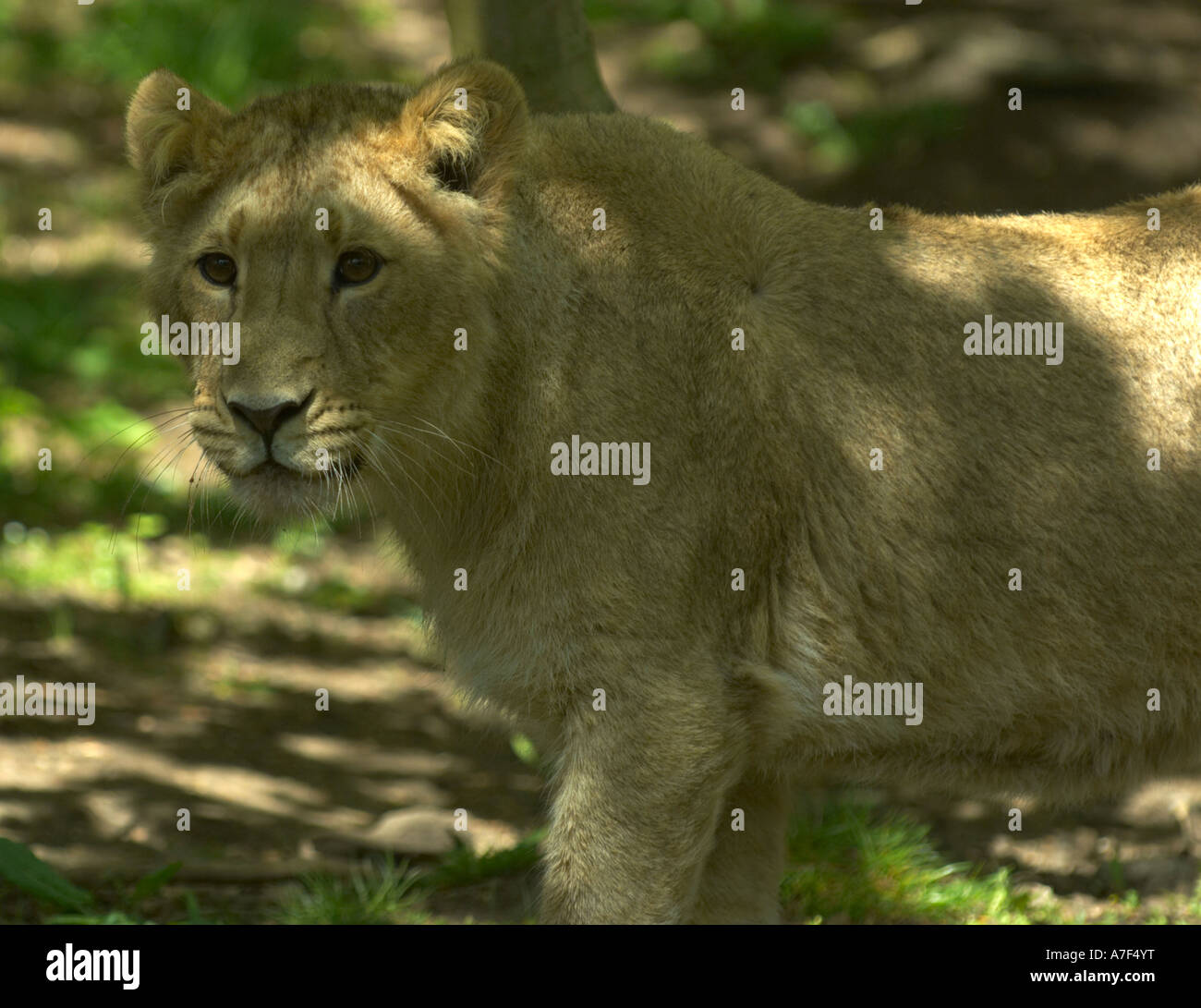 Female lion in zoo Stock Photo