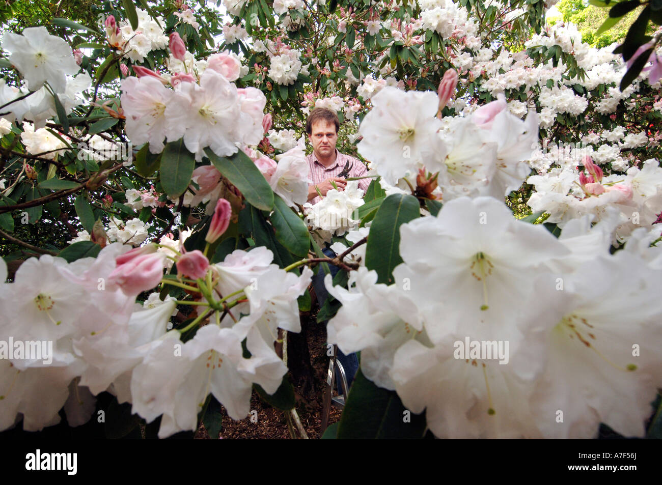 Leonardslee Gardens custodion Tom Loder tends an early flowering Rhododendron Loderi King George in Leonardslee Gardens Stock Photo