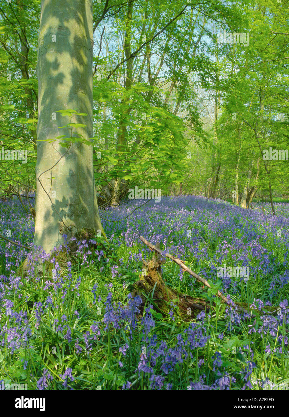Bluebells growing in Wayland Wood Watton Norfolk East Anglia England UK Stock Photo