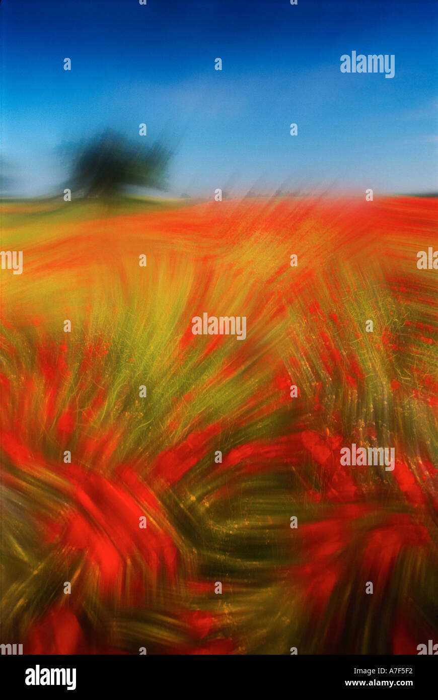 Poppyfield in Poppyland near Cromer in Norfolk East Anglia UK Stock Photo