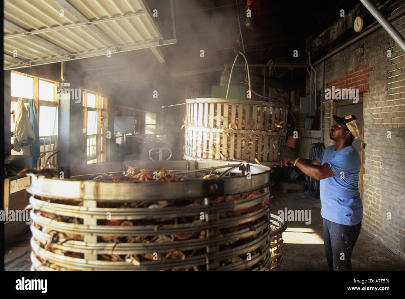 USA Maryland Crisfield MR Ronnie Ward steams crabs at MeTompkin Seafood